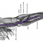 nervecover